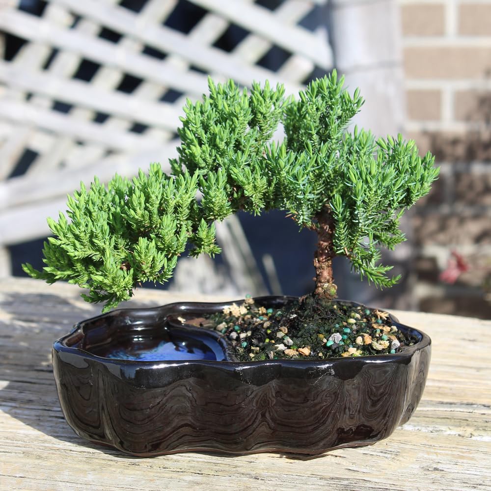 Amazon.com: Brussel's Bonsai - Live Green Mound Juniper Bonsai
