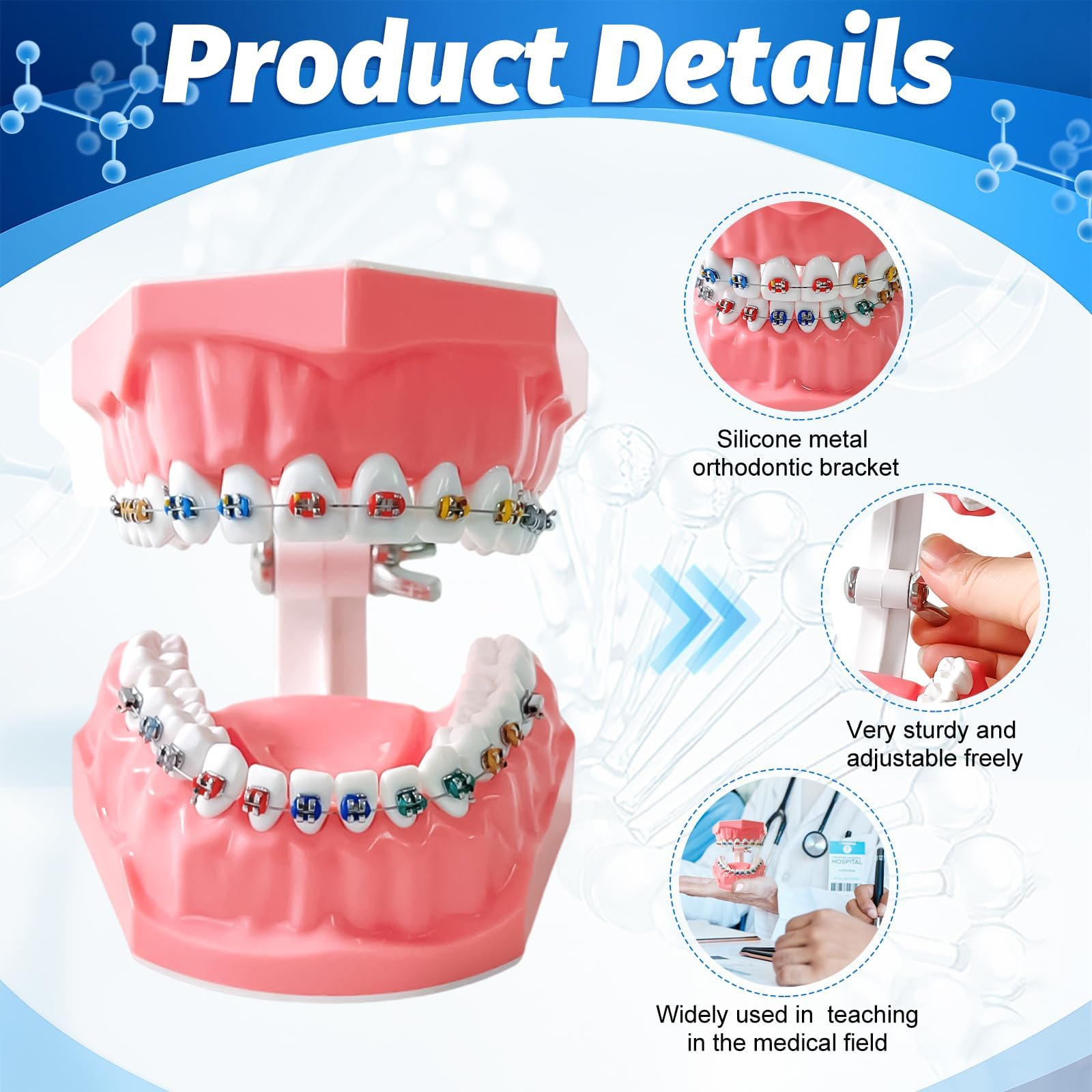 Amazon.co.jp: Orthodontic Dental Model with Bracket for