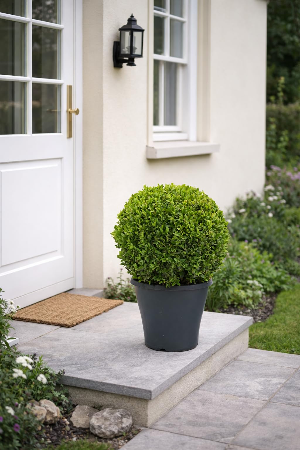 Buchsbaum Kugel Ø 35 cm – Echter Buxus sempervirens, immergrün & winterhart – Formschöne Garten-Deko für Beet, Terrasse & Eingangsbereich