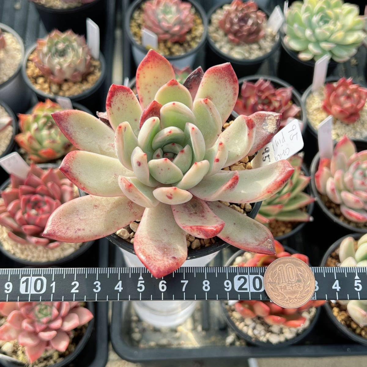 78【韓国苗】100苗 特可愛い 多肉植物 多種類お得なセット苗 女王の麦精品苗 Amazon.co.jp: D！！多肉植物 ピンクシャイニング 特大 レア苗