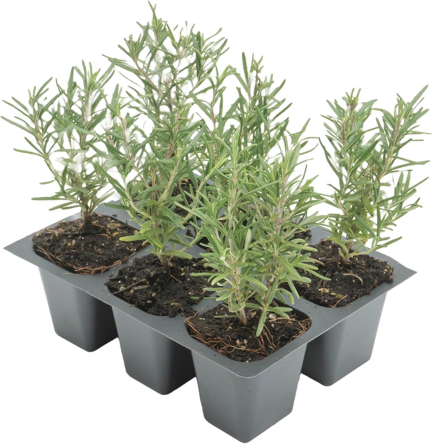 6 Tuscan Blue Rosemary, Live Plants – Rosmarinus Officinalis – Hardy & Fragrant Herb in 2.5” Nursery Pots – Grows Up to 5 Ft, Easy to Maintain, Great for Cooking, Landscaping & Aromatherapy