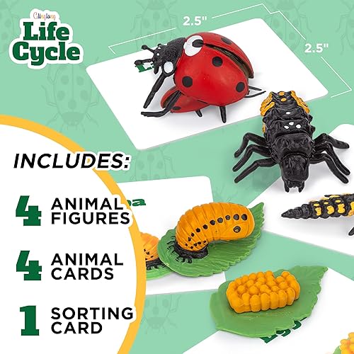 Miniatura 2 de Kit de ciclo vital Montessori - Juguetes de figuras realistas, juego de animales a juego para niños con mariquita, relleno de calcetines para niños,
