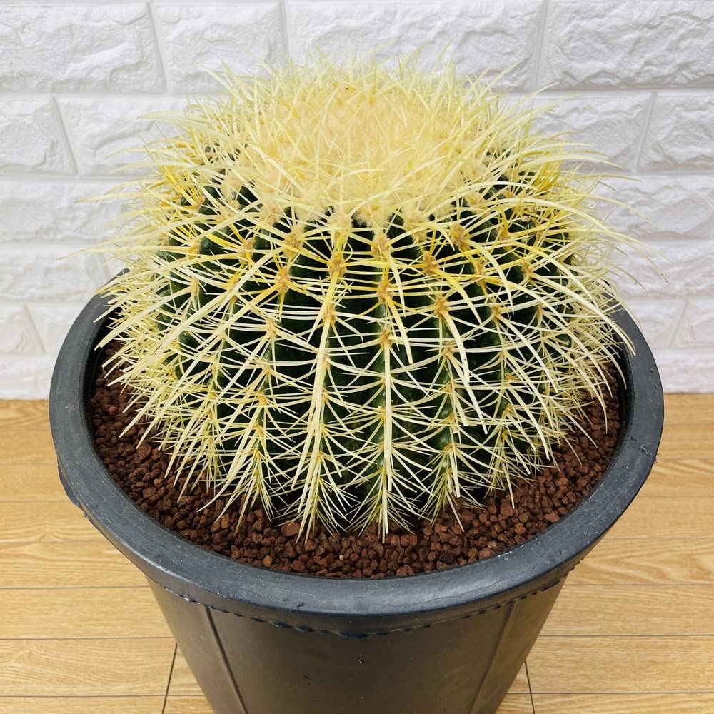 Amazon｜サボテンの王様 金鯱 観葉植物 多肉植物 金シャチ