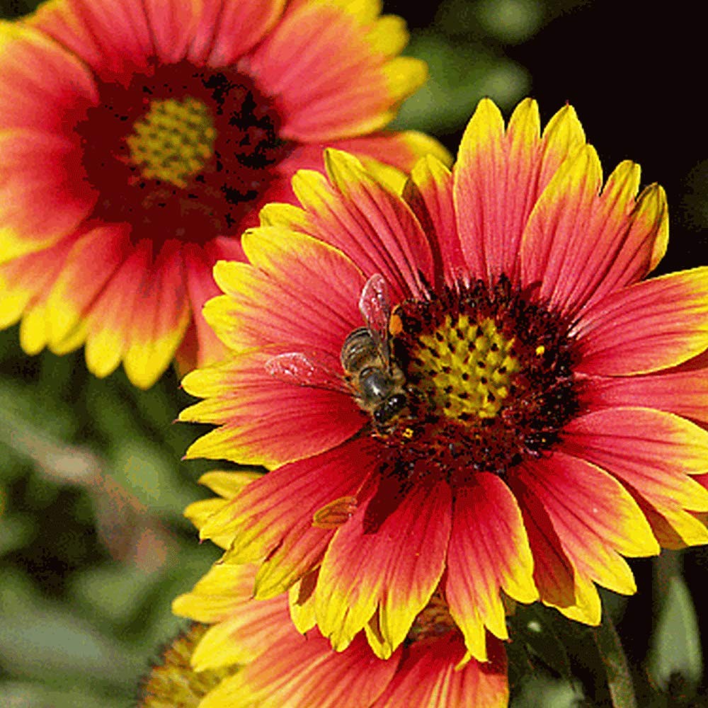 Zabbus Seeds Gaillardia Mixed Colour Flower Seeds Hybrid F1 Seeds All Season for Home Garden (50 Seed) (B0BH1NWY3Y) Amazon Price History, Amazon Price Tracker