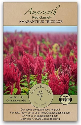 Gaea's Blessing Semillas de amaranto - Granate rojo - Semillas sin OMG con instrucciones de plantación fáciles de seguir - Polinización abierta -
