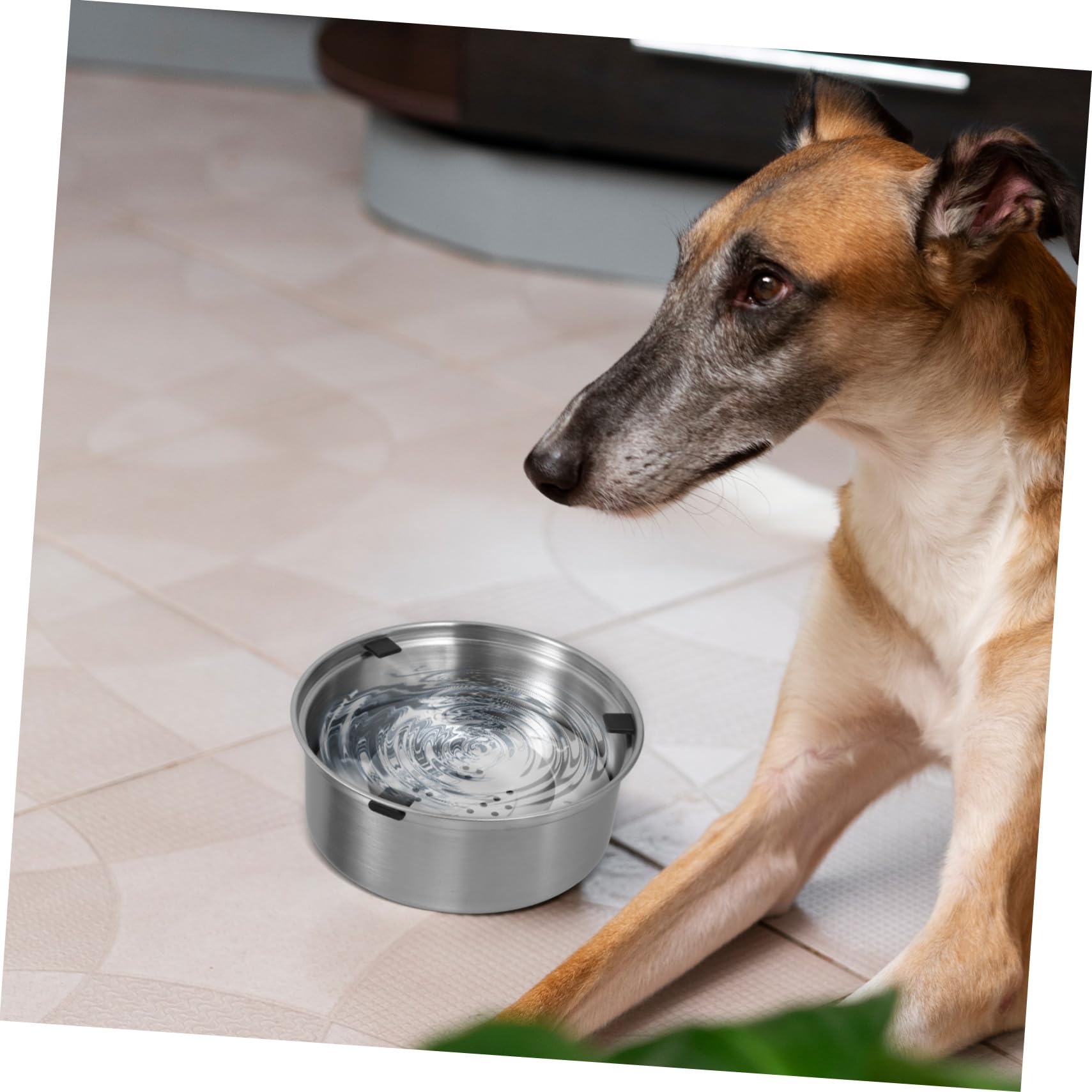 Wassernapf Silberfarbener Edelstahl mit Schwimmendem Design für Hunde und Rostfreiem Schutz Futternapf für Kleine Welpen und Ausgewachsene Hunde im Alltag