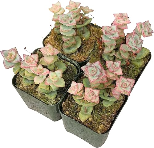 Miniatura 5 de Crassula Tom - Suculentas con botón para el pulgar (2 pulgadas)  Suculentas que se arrastran completamente arraigadas para decoración del hogar y la