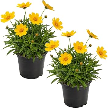 Live Coreopsis 2 Pack - Yellow Blooms, Flowering Perennial, 10" Tall by 5" Wide in 1 Qt Pot