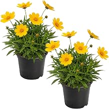 Live Coreopsis 2-Pack Yellow, Flowering Perennial, Beautiful Spring and Summer Blooms, 10" Tall by 5" Wide in 1 Qt Pot