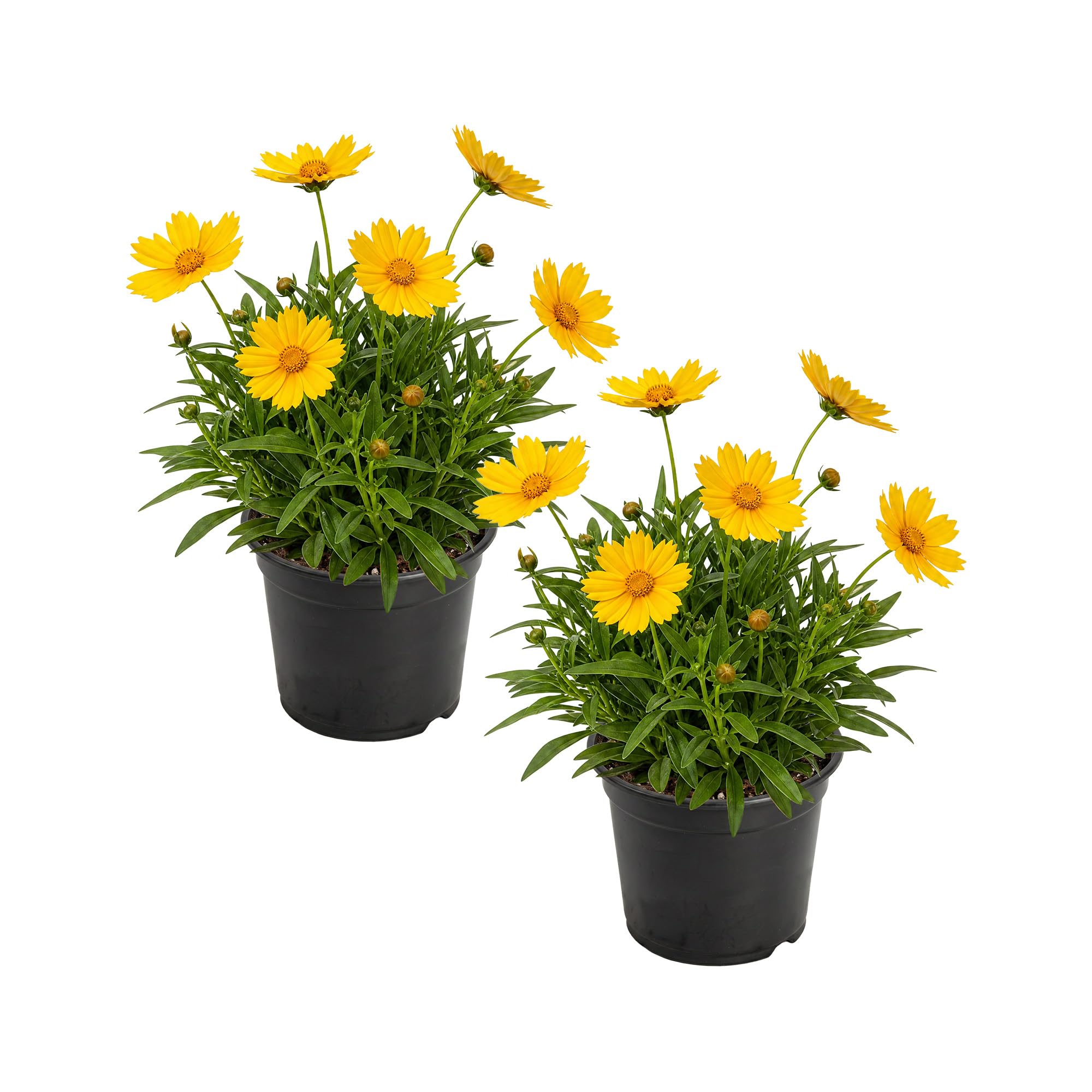 Live Coreopsis (2 Pack) - Yellow Blooms, Flowering Perennial, 10\