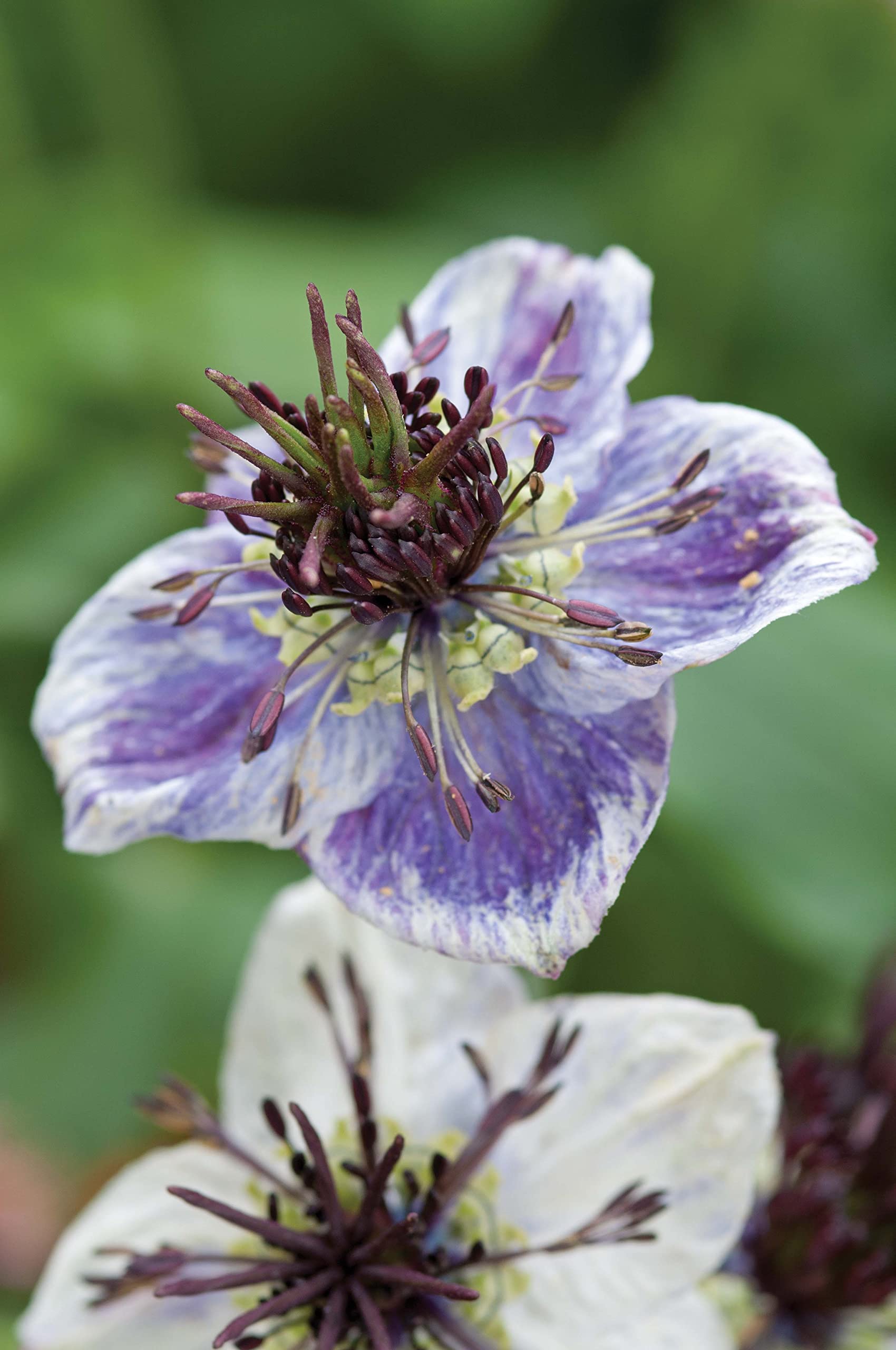 Amazon.co.jp: JOFL 英国ジョンソンシード Nigella (Love in a Mist