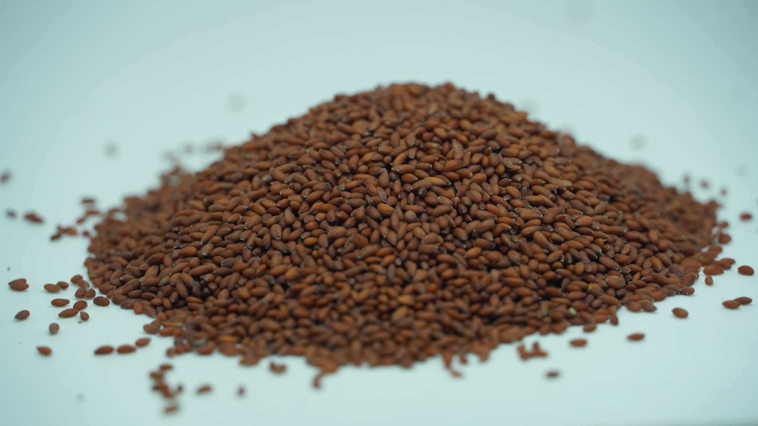 THOGAI'S Saliya Seeds - Halim Seeds/Garden Cress Seeds/Lepidium Sativum - 100% Organic, Non-GMO, Vegan - 250 Grams (Pack of 1) 1