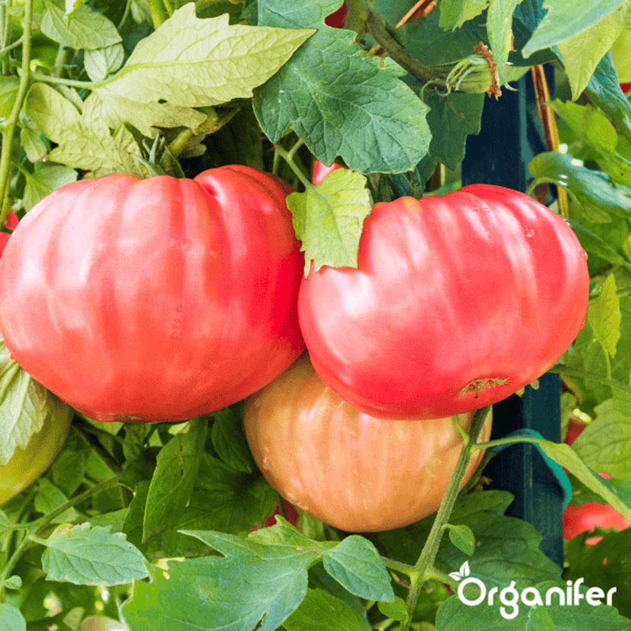 Pack Semillas De Tomate