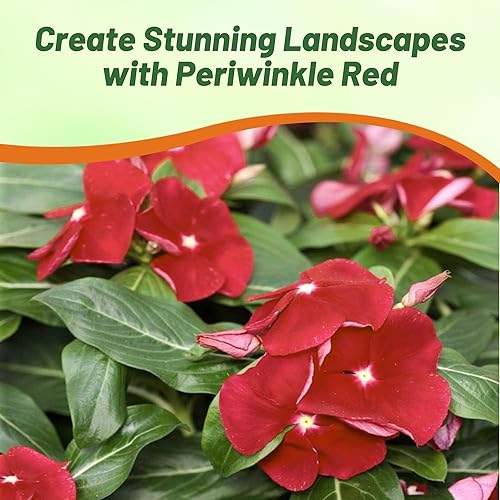 Miniatura 5 de Outsidepride 50 semillas anuales Vinca Bígaro Cora Red Cubierta de suelo y semillas de flores para plantar