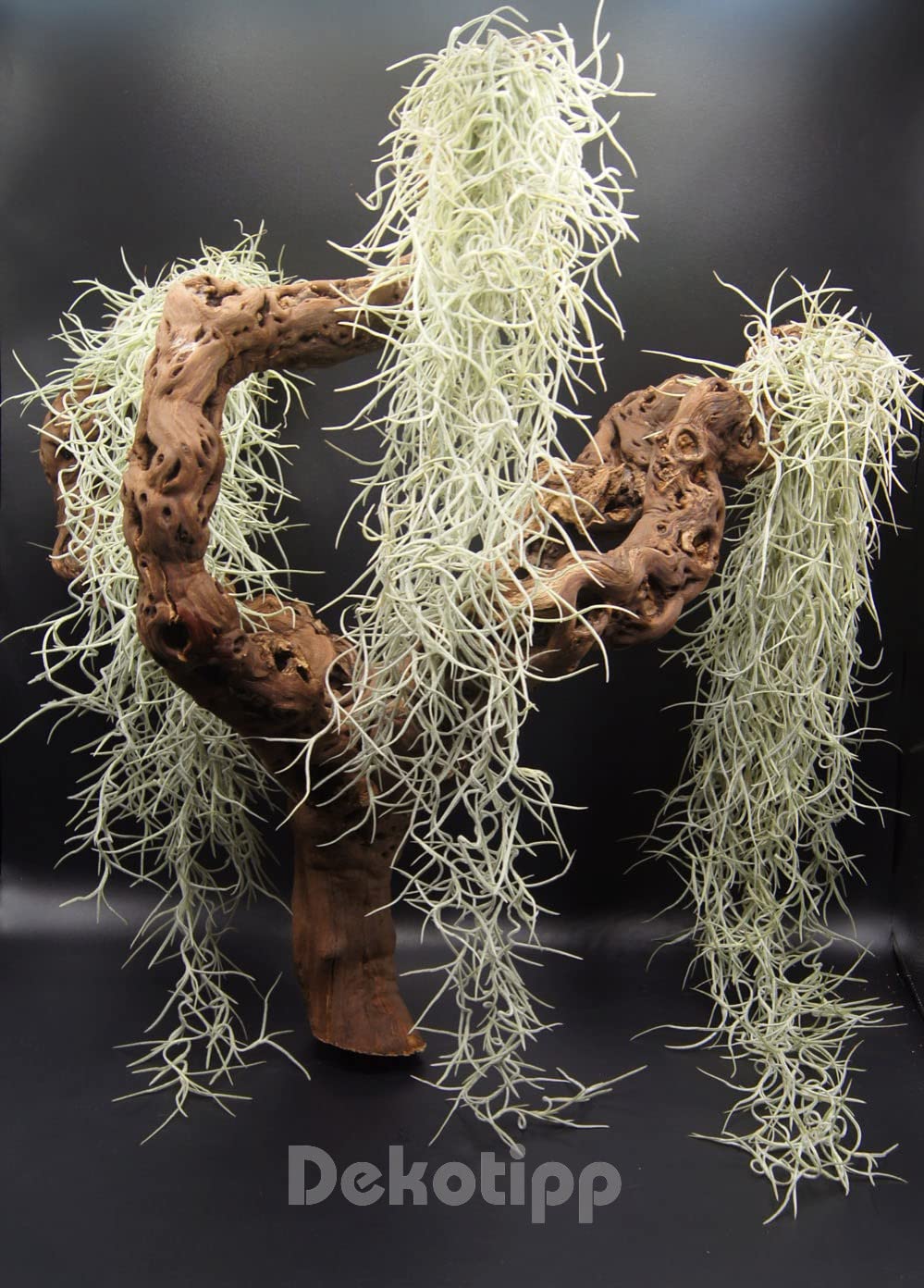 Ensemble de 3 Tillandsia usneoides