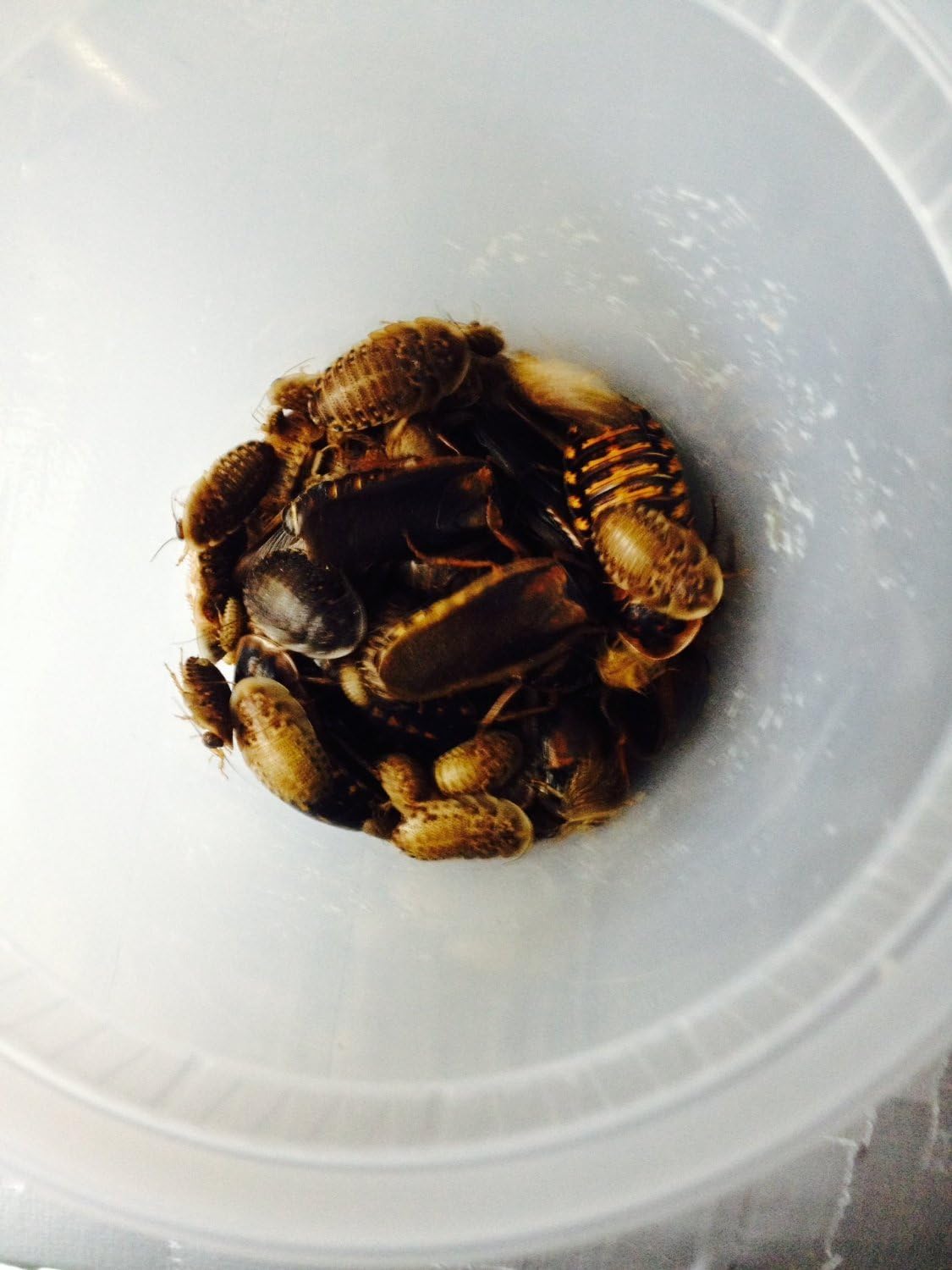 Dubia Roaches 100 Mixed Size for Feeding Reptiles by