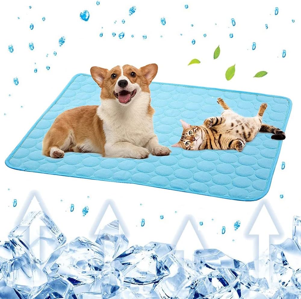 Can Dogs Wet The Bed In Their Sleep