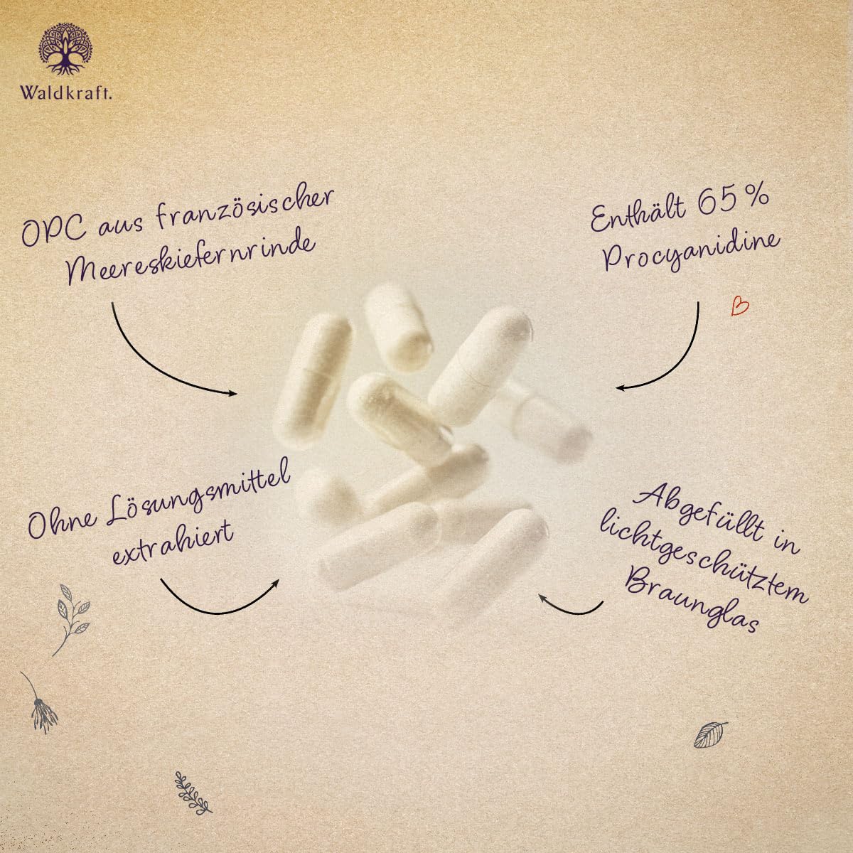 Waldkraft OPC Kapseln | Mit Pycnogenol® aus französischer Meereskiefer | 65 % Procyanidine | Hochwertig und ohne Zusatzstoffe | Vegan | 60 Kapseln im Braunglas