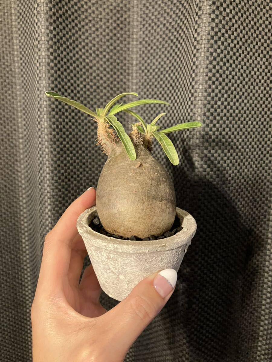 Amazon.co.jp: パキポディウムグラキリス 塊根植物 発根済 鉢付き 手