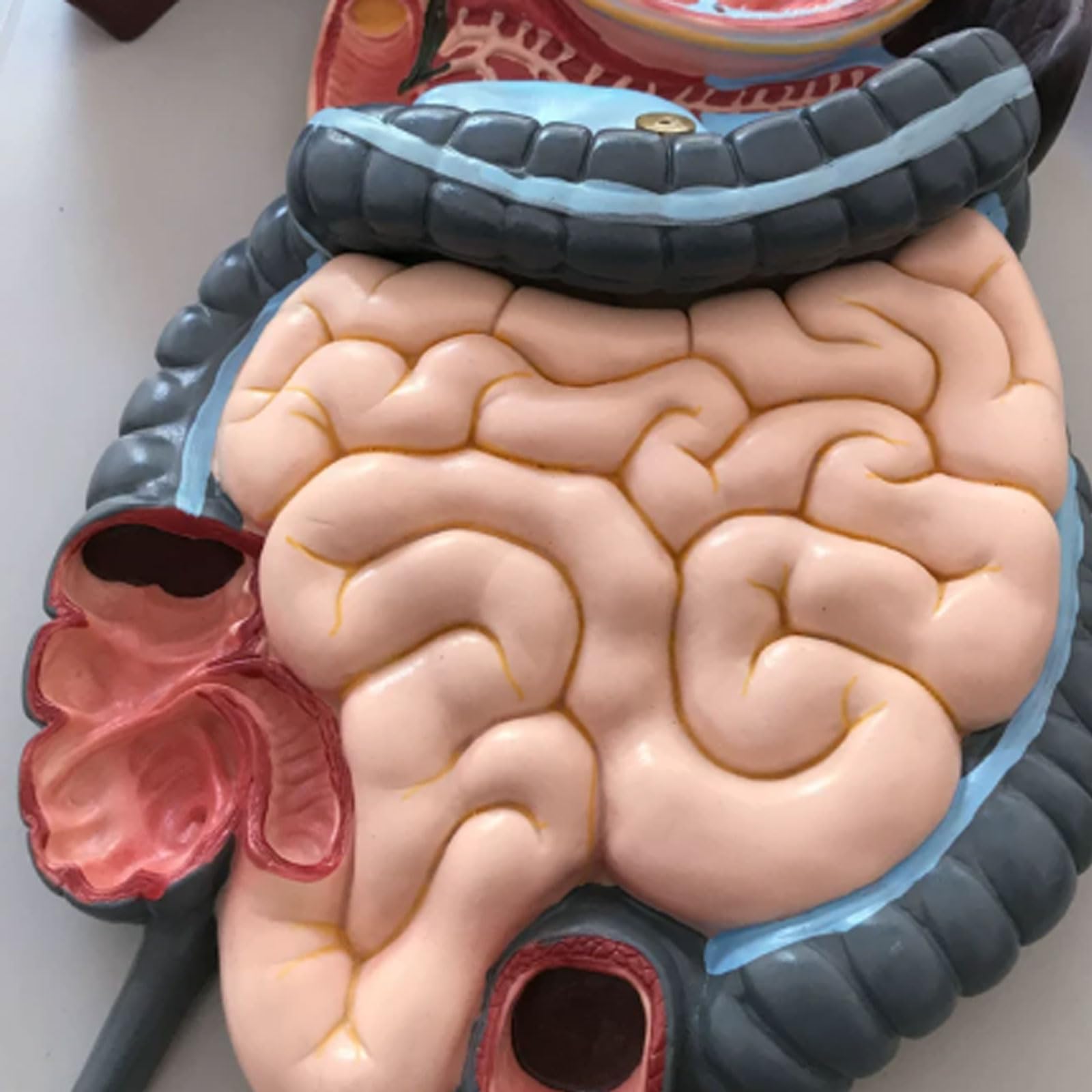 Model układu pokarmowego układ oddechowy wątroba żołądek anatomia model jelita grubego model odbytu gastroenterologia