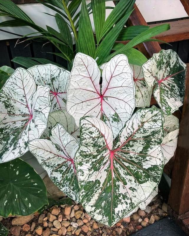 Radha Krishna Agriculture® Beautifull Caladium flower bulbs White & green Flower Bulbs For Indoor & Outdoor Gardening Pack of 2 (B0BT81RWXH) Amazon Price History, Amazon Price Tracker