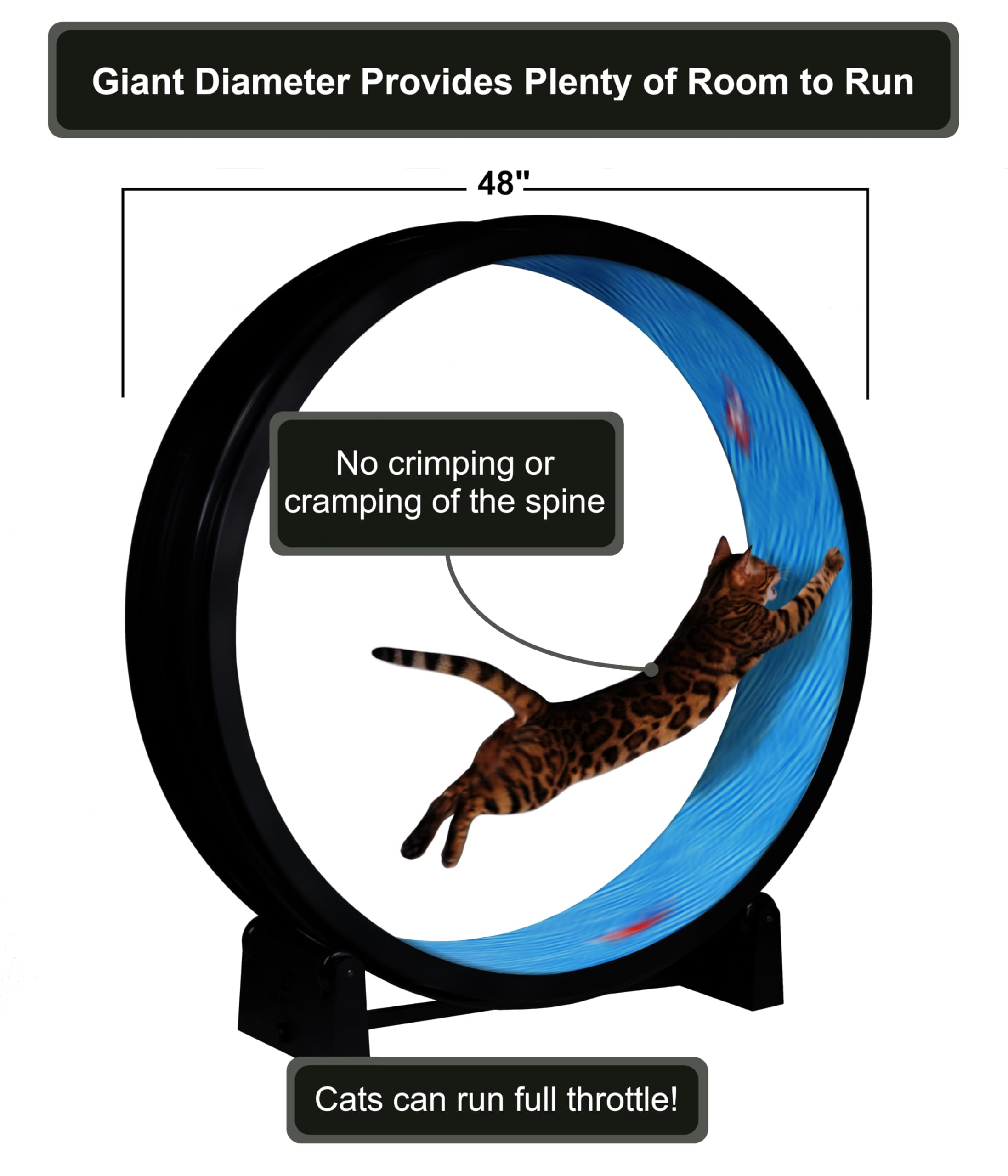Amazon.com : One Fast Cat - Cat Exercise Wheel - Gen. 7 - Safe 48