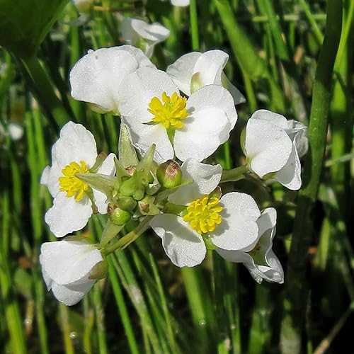 Miniatura 8 de QAUZUY GARDEN 500 semillas de punta de flecha de hoja ancha (Sagittaria Latifolia) Patata india, semilla Katniss  Llama la llamativa flor de jardín