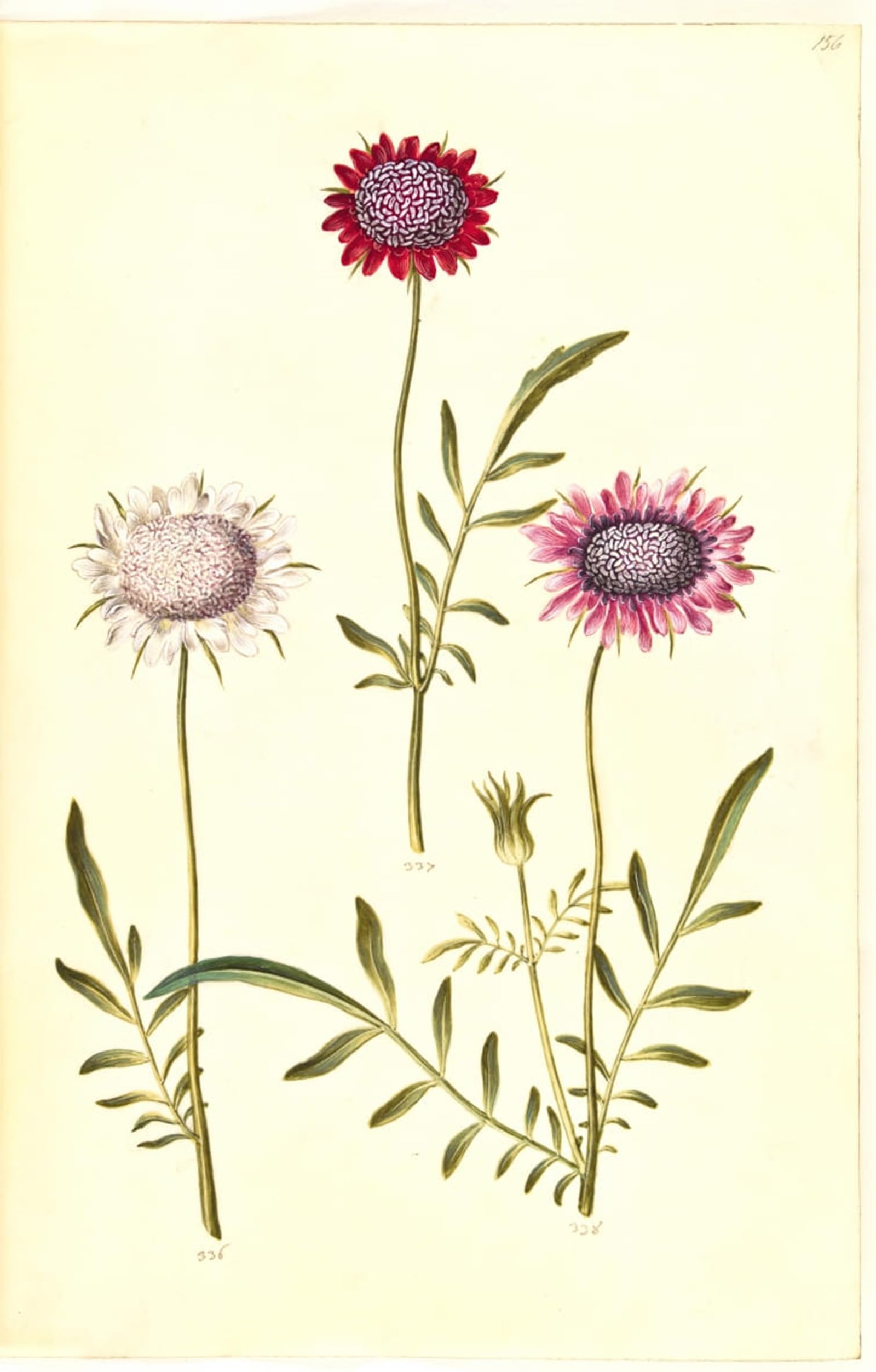 ARTXLXXBN Famous Prints Artwork Pictures Poster Painting Art Scabiosa Atropurpurea by Hans Simon Holtzbecker Artwork Landscape Pictures for Home Decor 60x90cm