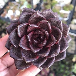 ノルウェーの森 エケベリア 多肉植物