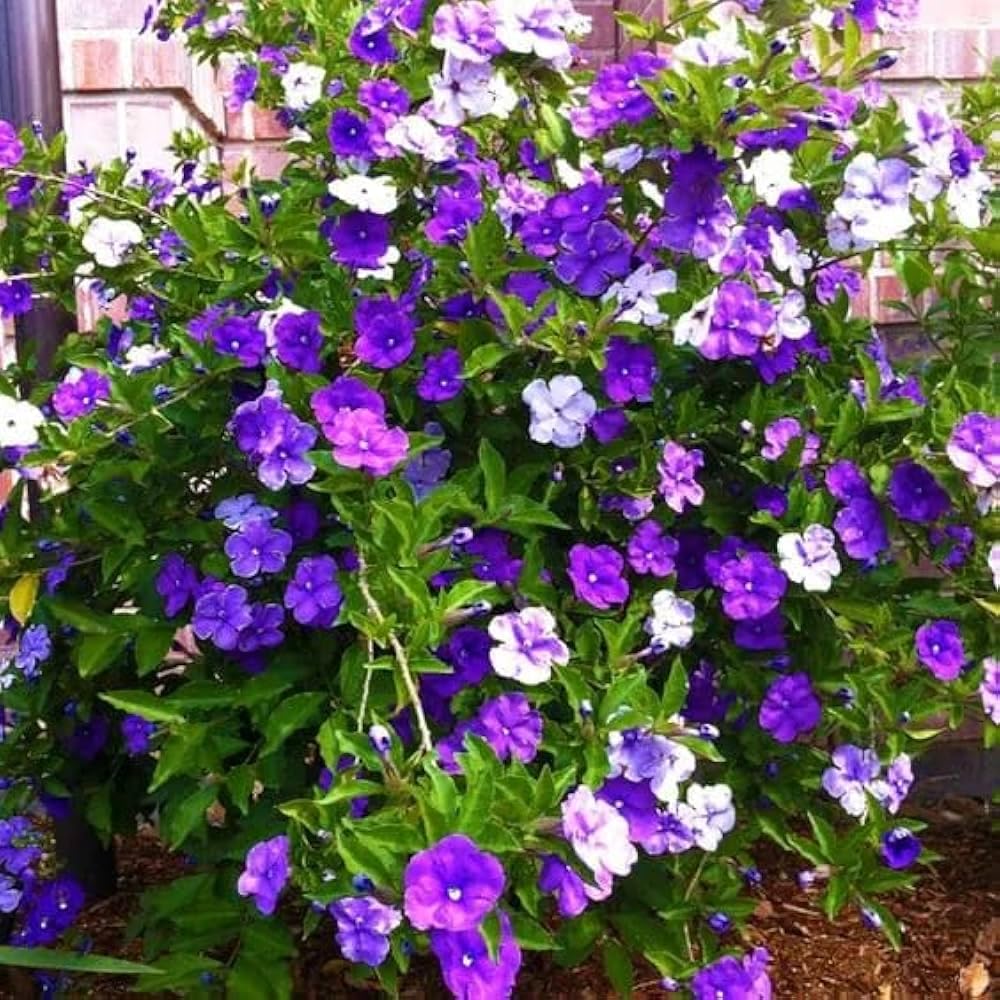 Yesterday Today Tomorrow Plant (Ajj Kall Porsu), Live Fragrant Flower Plant for Garden Decoration-image-31