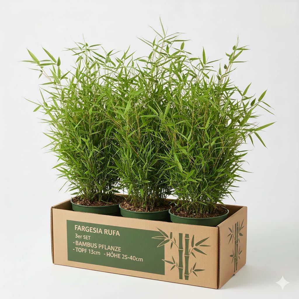 Fargesia Rufa Bambus-Set, 3 Pflanzen, Winterhart, Immergrün, Robuster Heckenbambus für Kübel und Garten