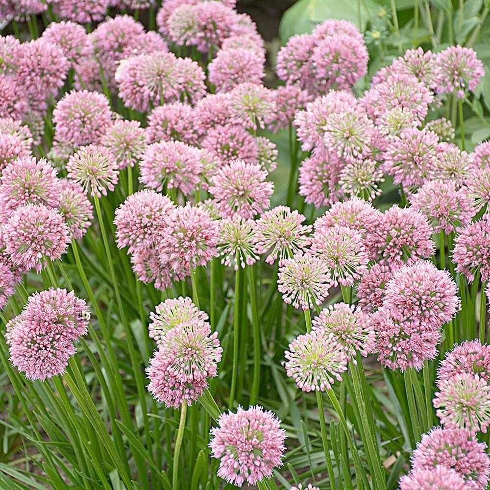 1 x Allium Senescens Summer Flowering – RHS Award Winner – RHS Plants for Pollinators – Ready to Plant