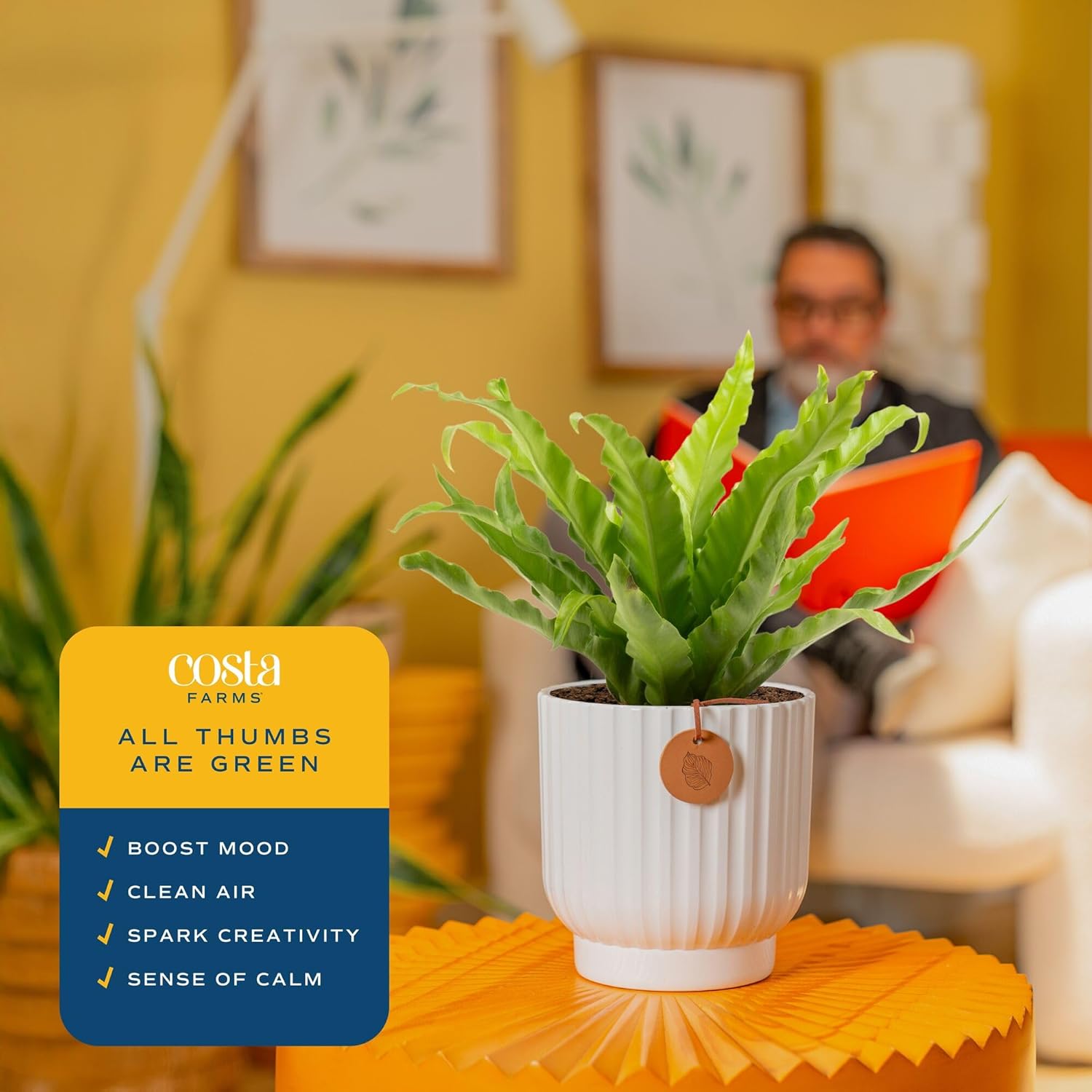 Costa Farms Bird's Nest Fern Live Plant in Decorative Pot, Air Purifying Indoor Houseplant, Perfect for Home, Room, or Office Decor, Great House Warming or Birthday Gift, 12-18 Inches Tall