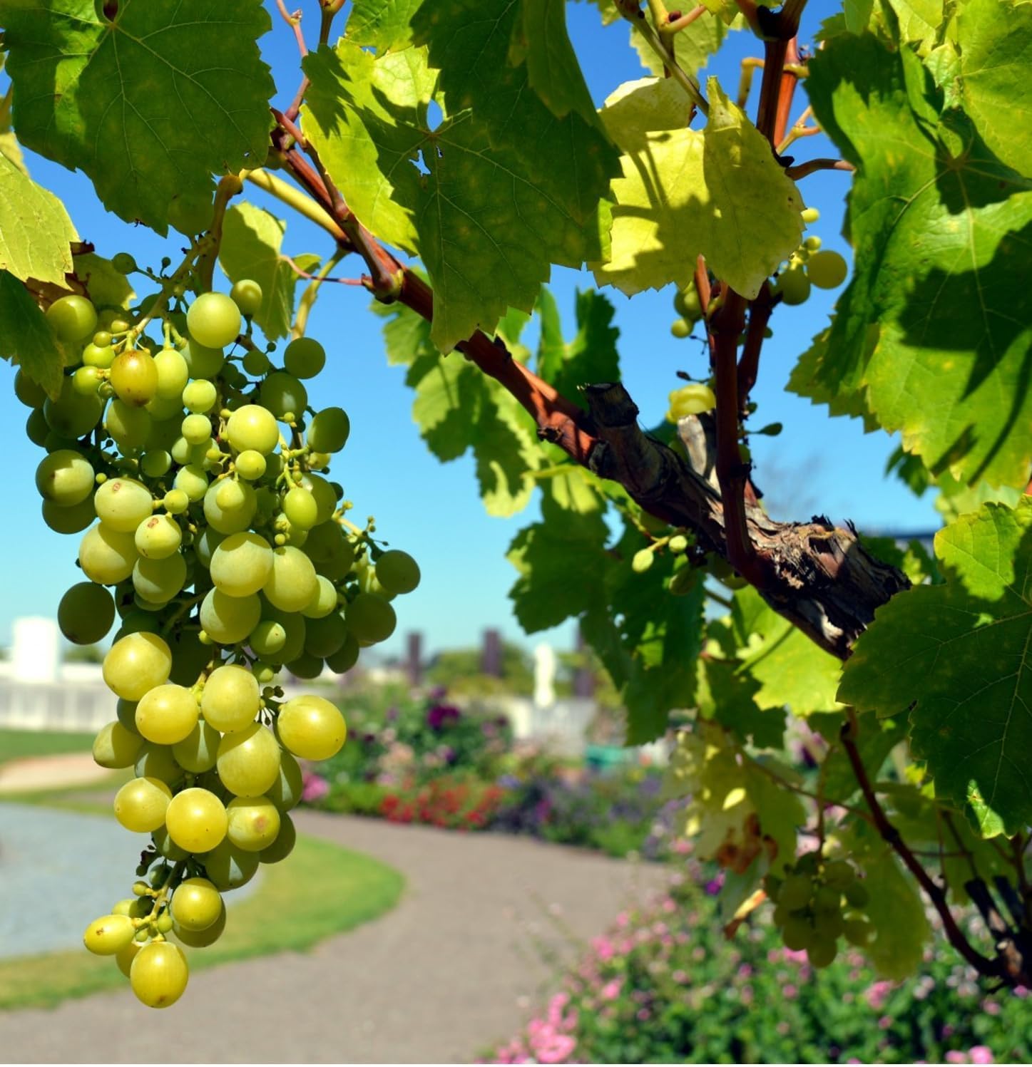Carbeth Plants 1x Grape Vitis Bianca in 9cm Pot