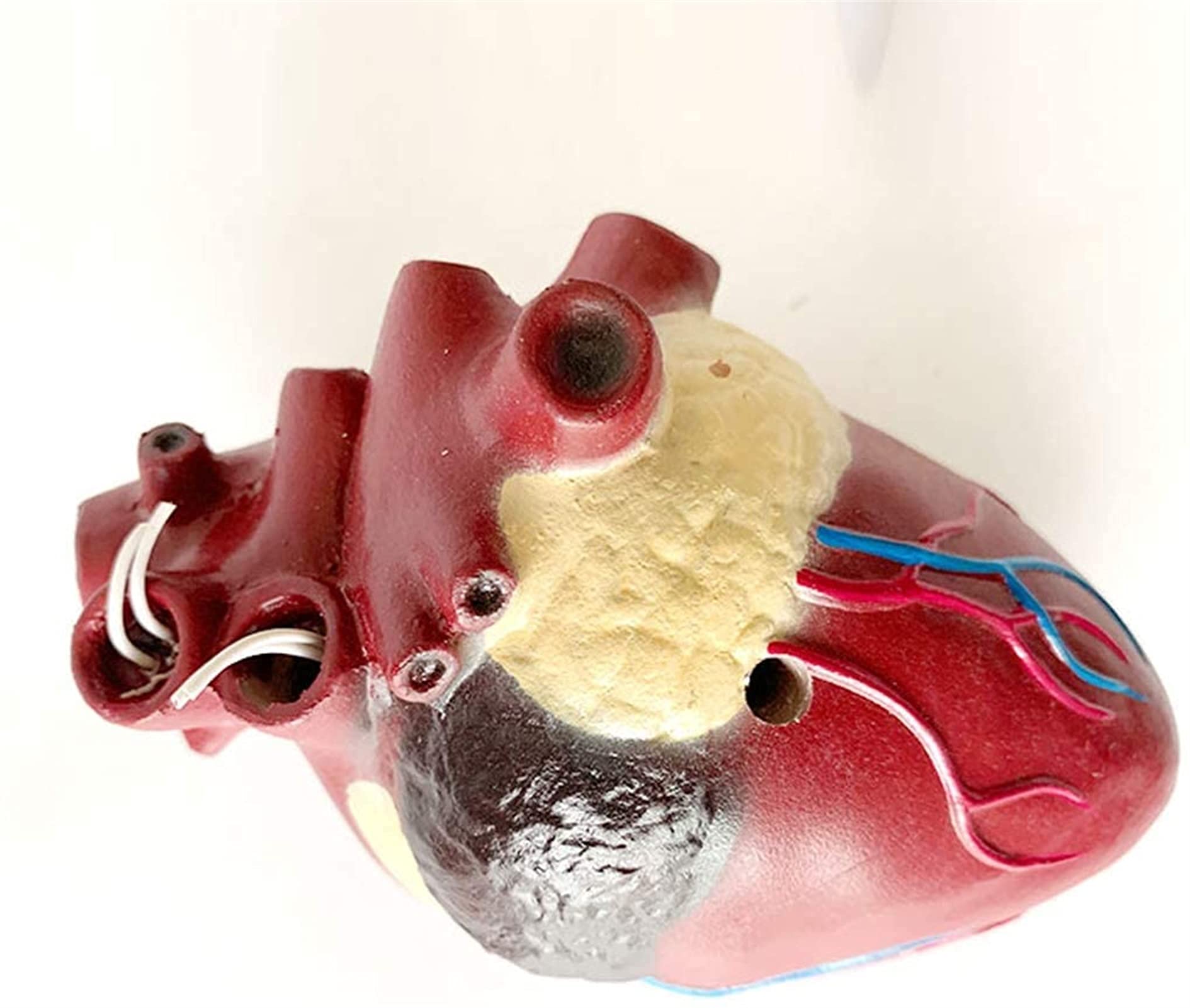Model serca psa - Anatomiczny model narządów zwierzęcych psa - do nauczania medycyny weterynaryjnej, modele medyczne i materiały edukacyjne do nauki medycyny