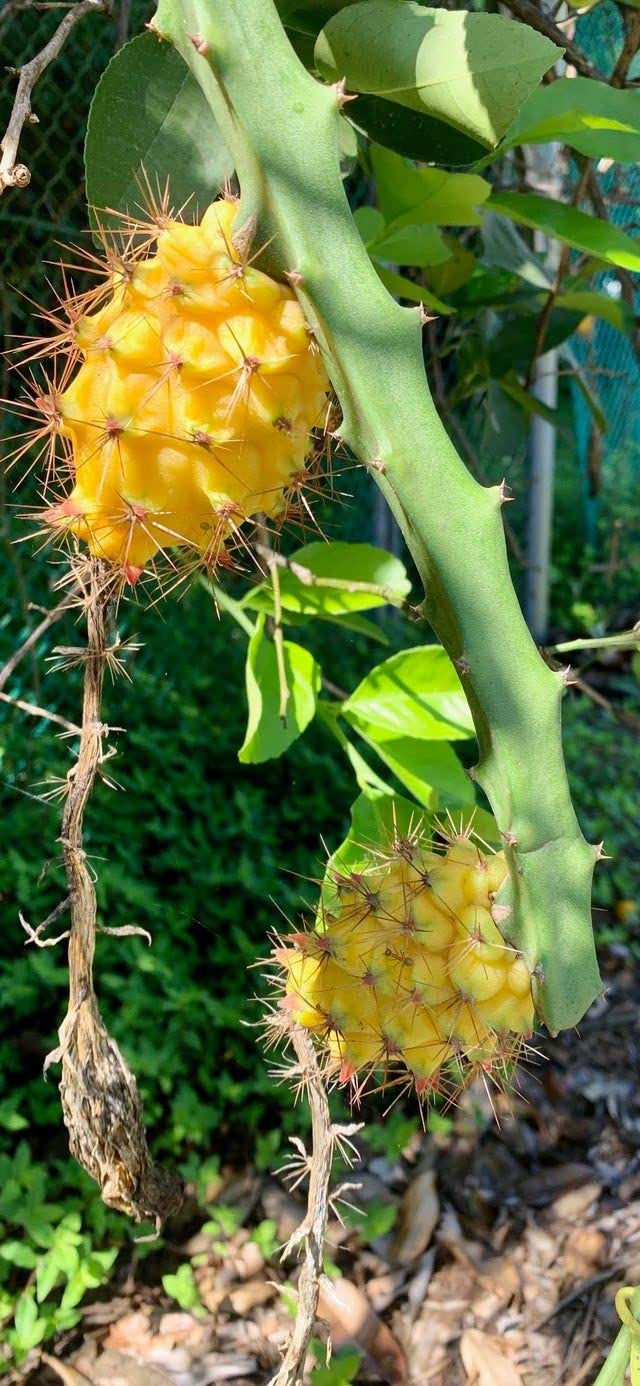 Yellow Dragon Fruit Plant Hybrid Original Variety (Pack of 2) (B0B5MVKLVK) Amazon Price History, Amazon Price Tracker