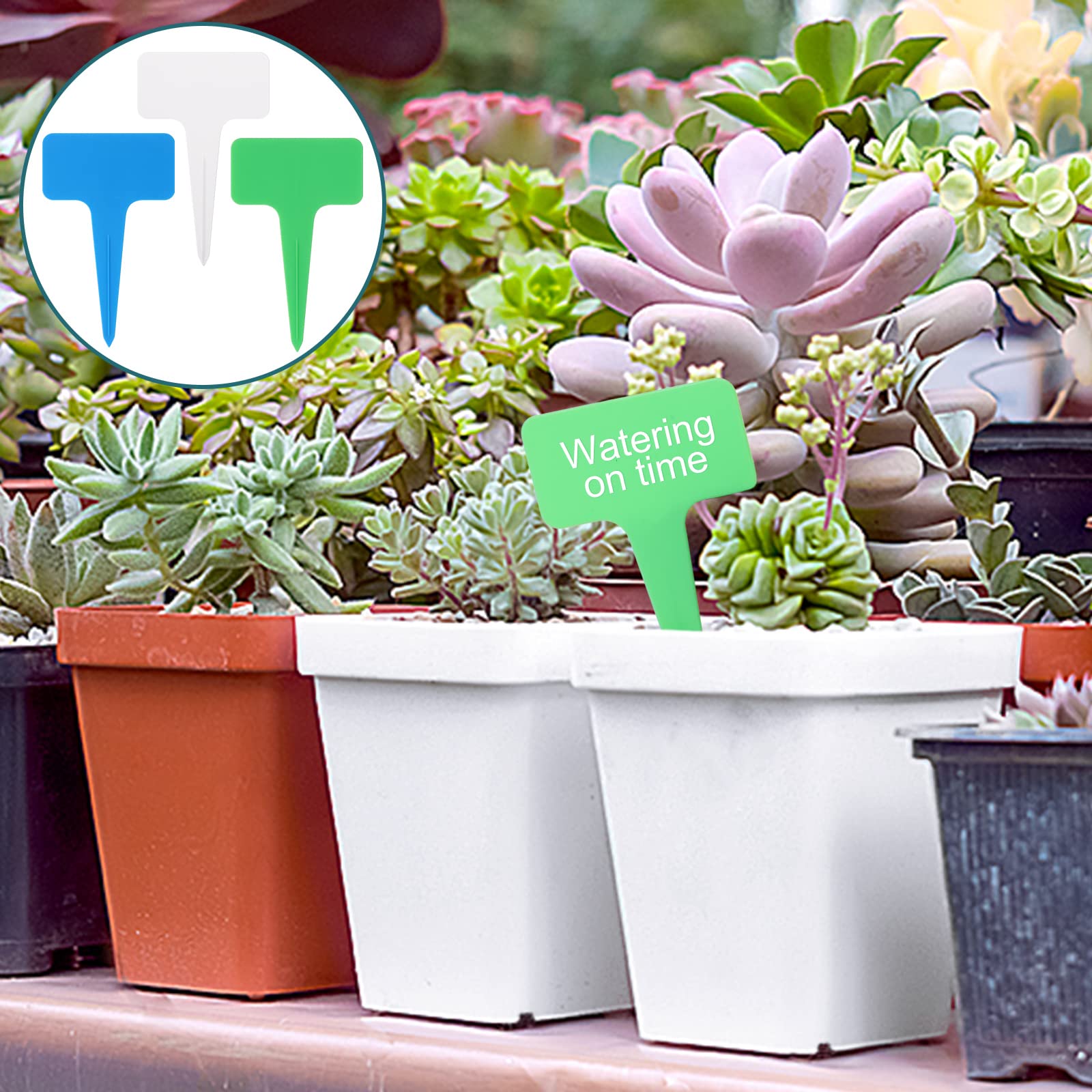 AB Tools 60 Vasi Quadrati In Plastica 7 Cm - Mini Vasi Per Piante Grasse, Talee E Fiori, Con Fori Di Drenaggio