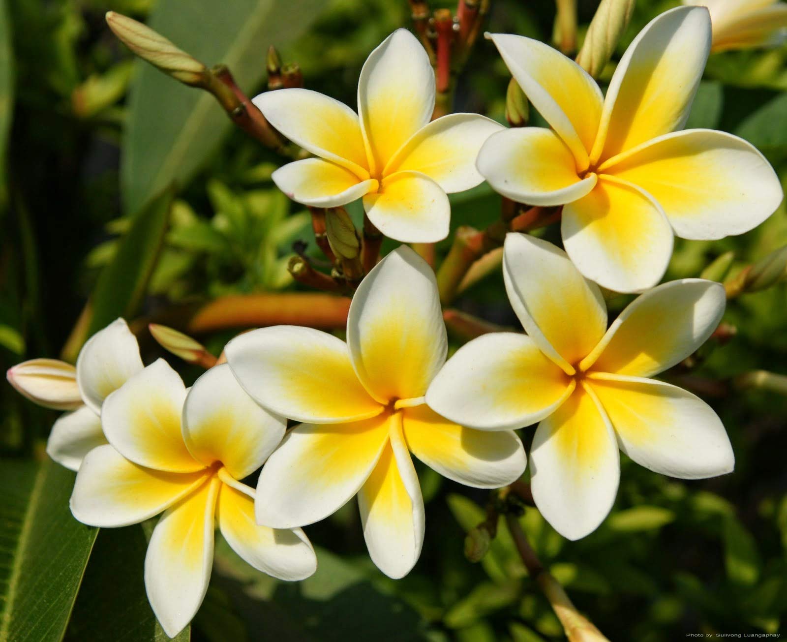 Leaf Gardening Live Champa Yellow Flower Plant (B08GZLHFW6) Amazon Price History, Amazon Price Tracker