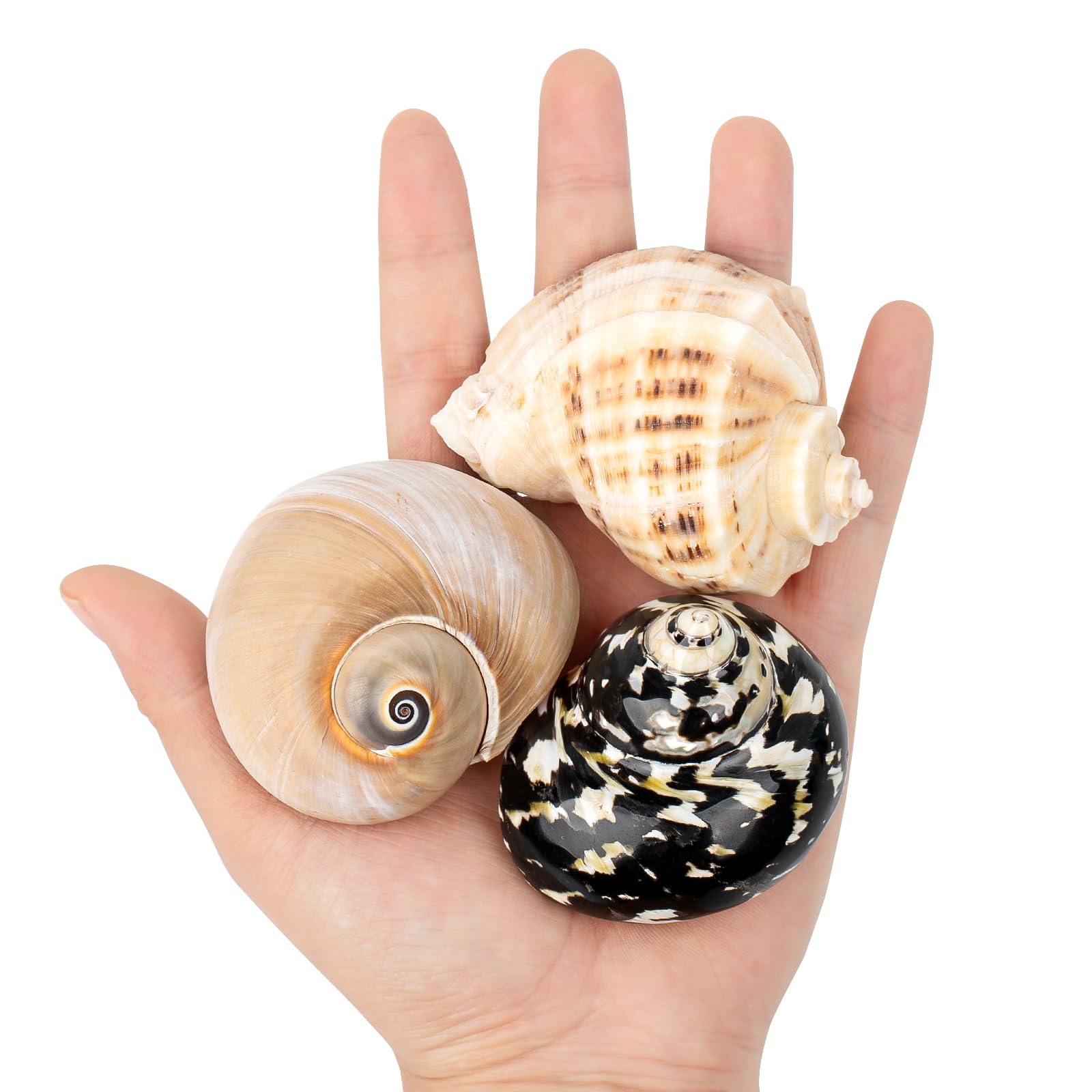 QICQDRAM Boutique Hermit Crab Shells Medium to Large 2.3"-3.1" Natural Hermit Crab Shells Opening Size 1.1" - 1.7" for Hermit Crab Turbo Growth Shells