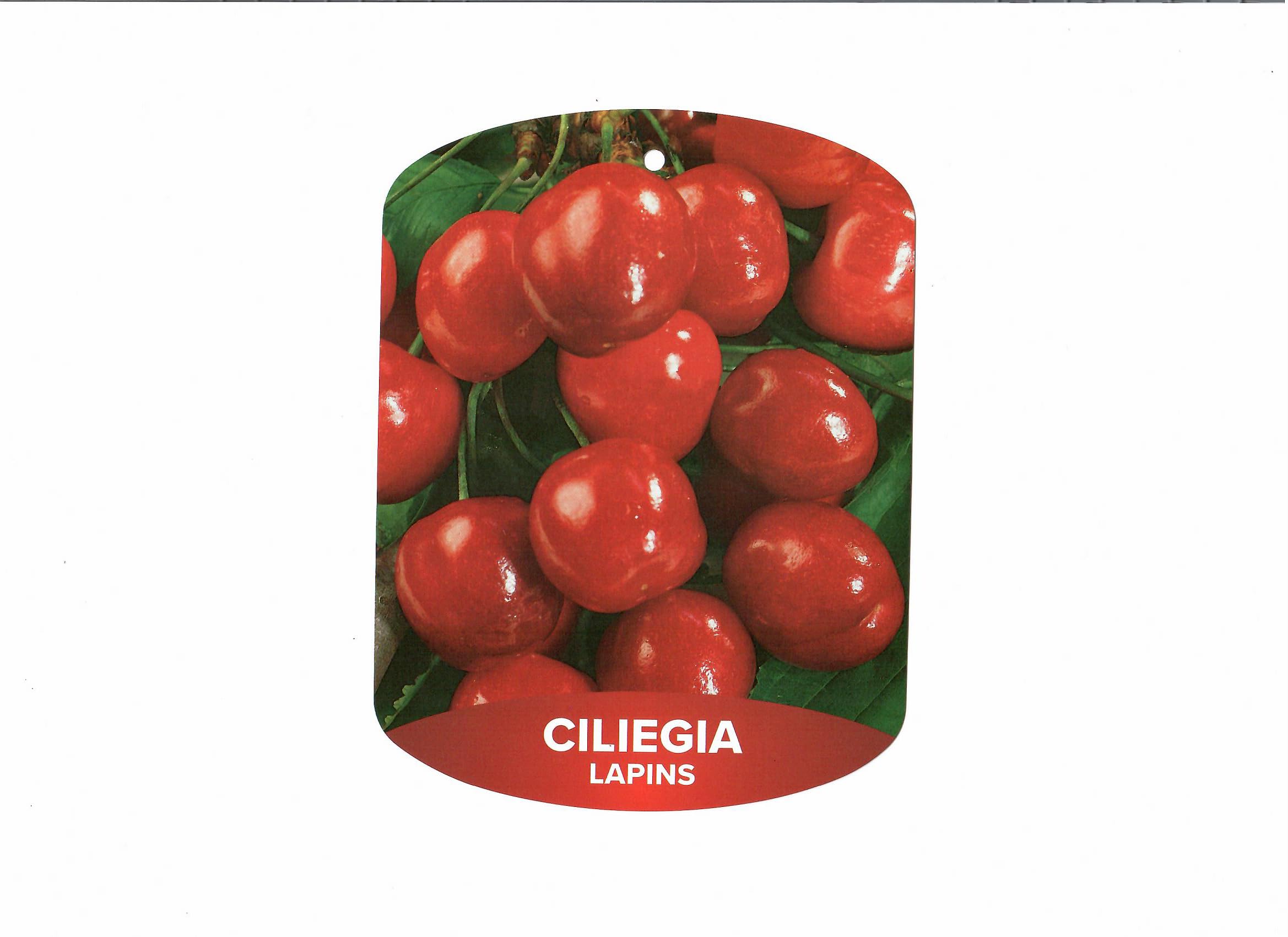Piante di Ciliegio, piante da frutto (Durone Nero di Vignola I)