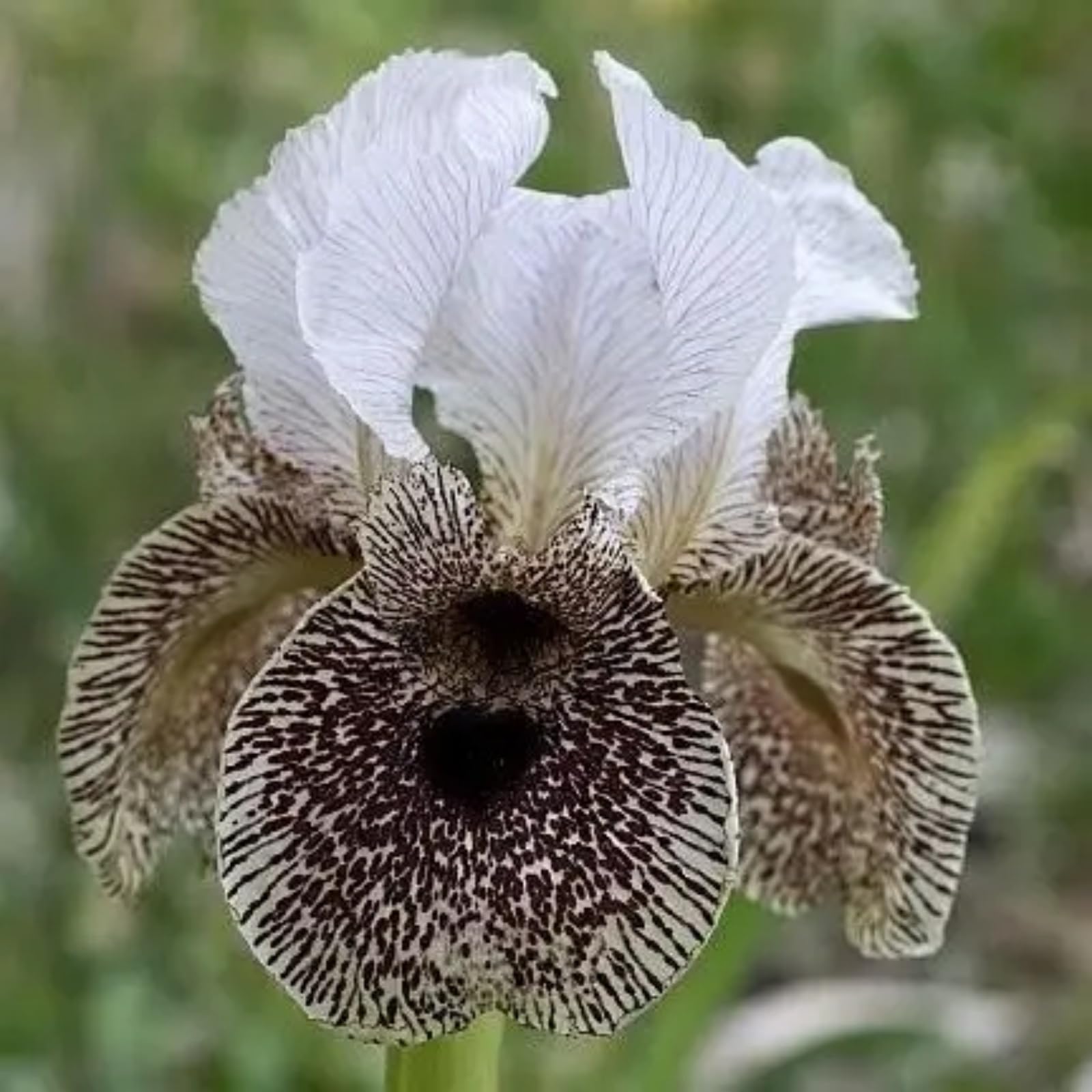 Iris Plant Bulbs Mix Rapid Growth Easy Planting Iris Bulbs Plant Mix UK Garden Flowers Wedding Flowers-10Bulbs-C
