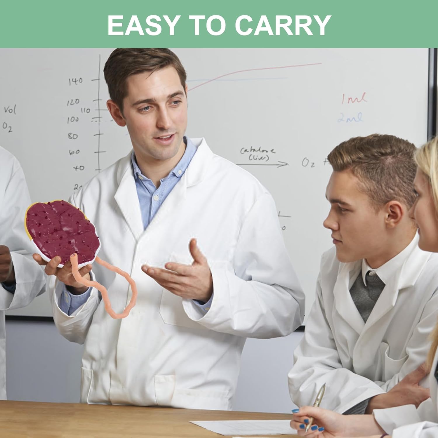 qzzXoq Placenta Umbilical Cord Anatomy Model, Life-Size Fetal Neonatal Cord Model With Vein and Artery Tissue Detachable Umbilical Cord for Obstetrics and Gynecology Teaching Tools