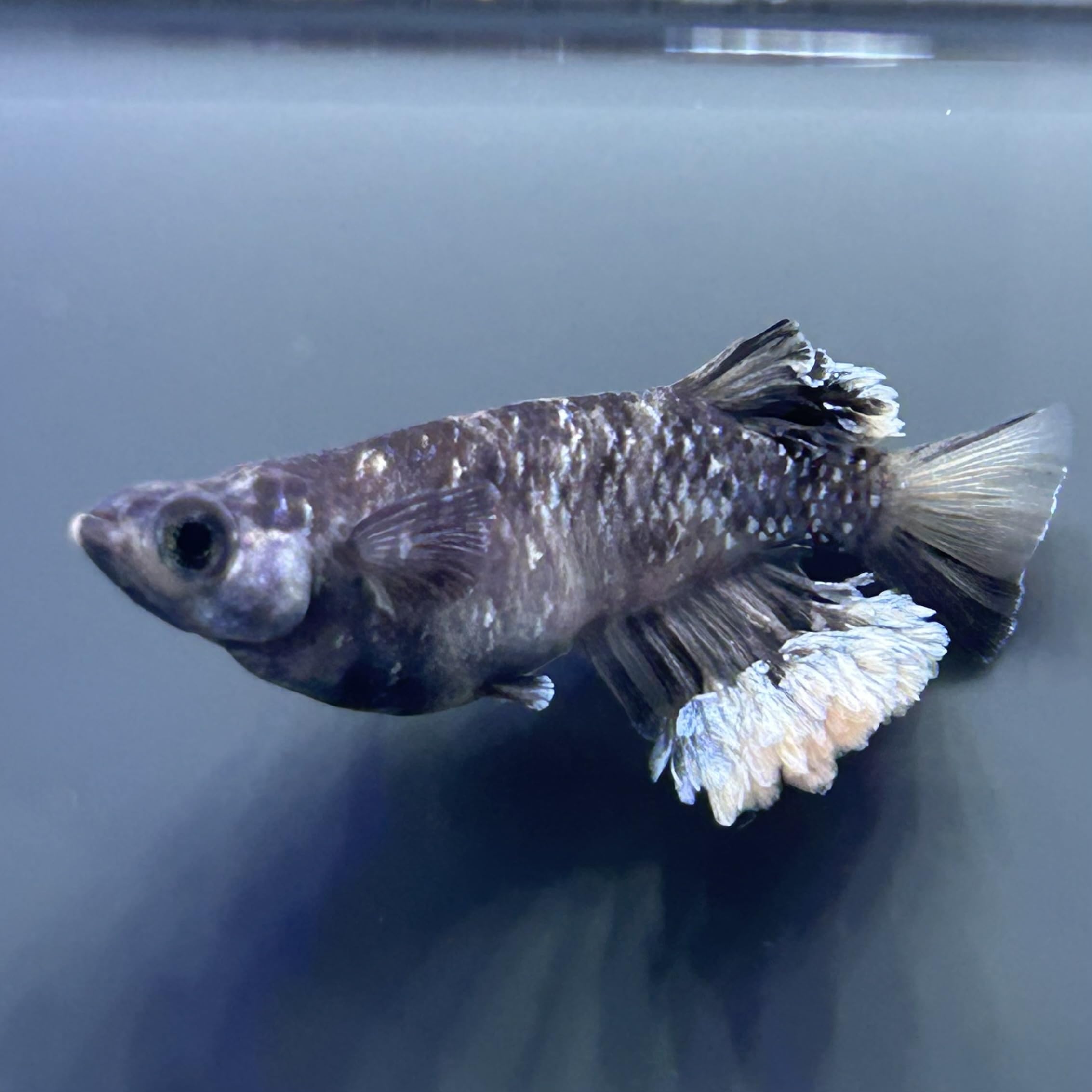 （あと1人限定予約可）夢中メダカの直仔の子王妃の針子卒業稚魚10匹5000円 メダカの稚魚・針子の育て方