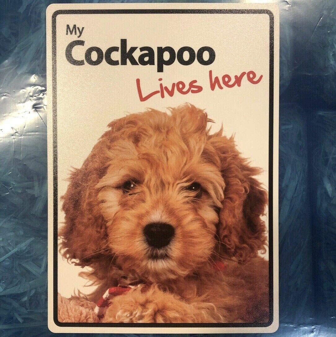 Rifosa A24 6"X8" Dog Sign My Cockapoo Lives Here Metal Sign