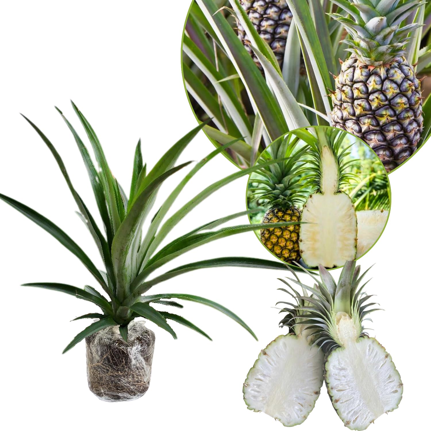 Amazon.com : 1 White Jade Pineapple Plant Live for Planting, Sweet Pineapple  Fruit Tree Live Plant 5 to 8 Inch Tall, Pineapple Starter Plants : Patio,  Lawn & Garden
