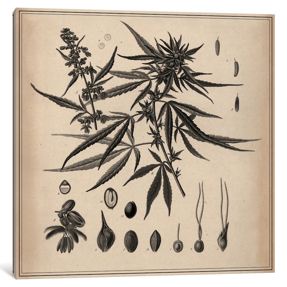 iCanvasART 1 Piece Male Cannabis Sativa Scientific Drawing Canvas