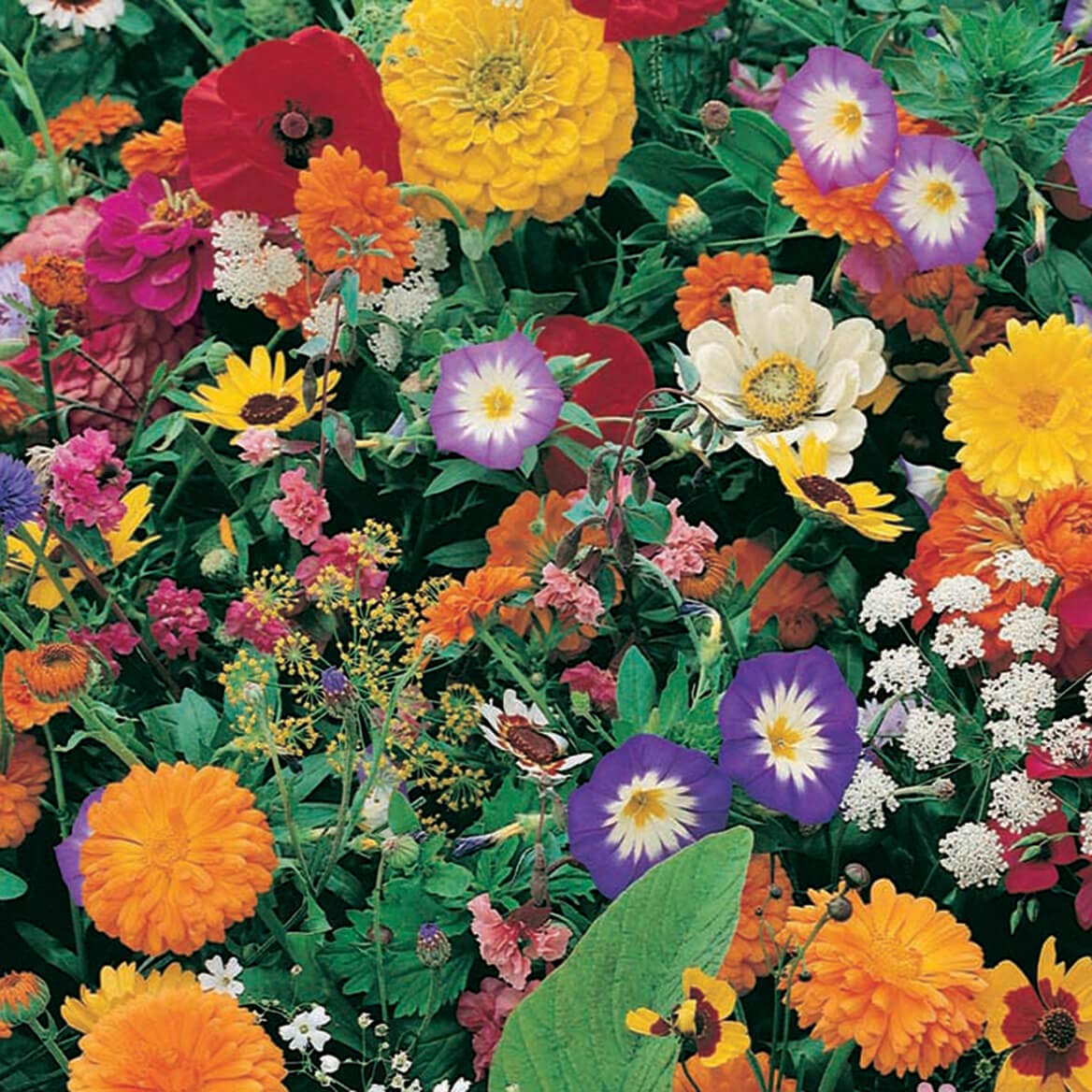 WalterDrake Garden Fragrance Garden Roll Out Flowers