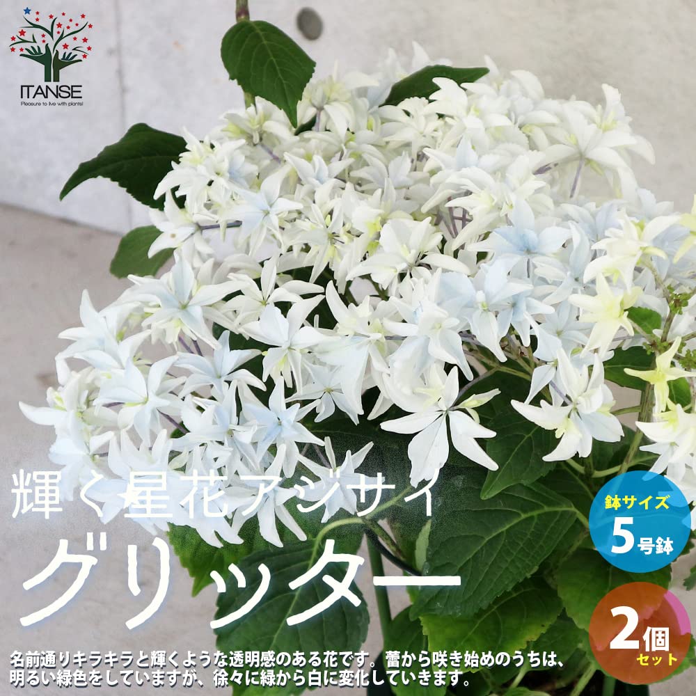 希少 紫陽花 変幻の花『瑞樹の星空』5号 アジサイ 紫陽花 アジサイ