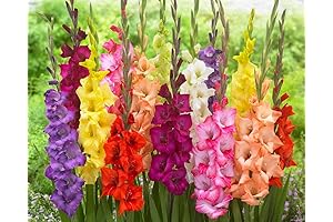 4 Gladiolus Summer Flowering Sword Lily Bulbs