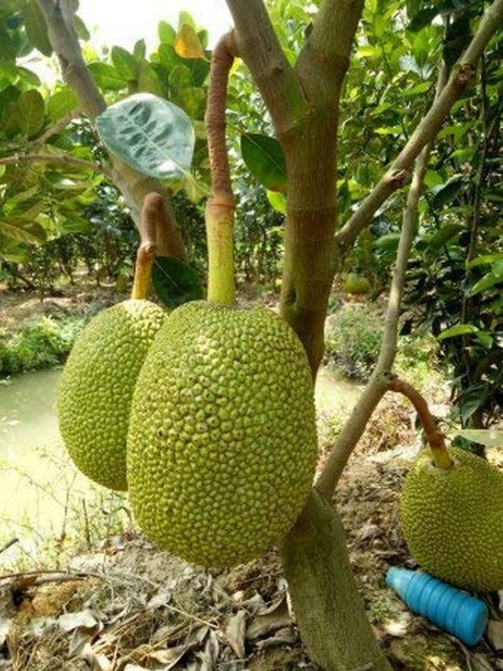 OhhSome Plants Gardening Vietnam Early Jack Fruit (1 Year Fruiting) Super Tasty Grafted Jackfruit 1 Live Plant (Healthy Plant)